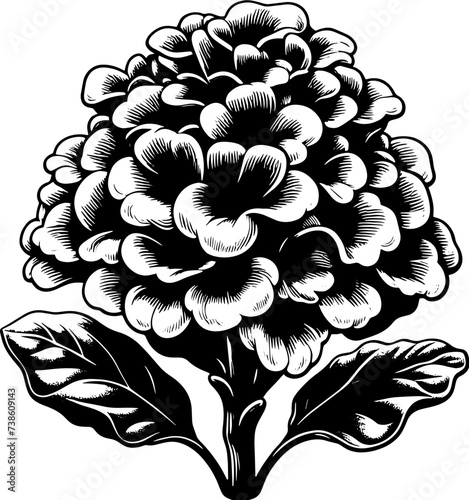 Hydnoraceae Plant icon 18