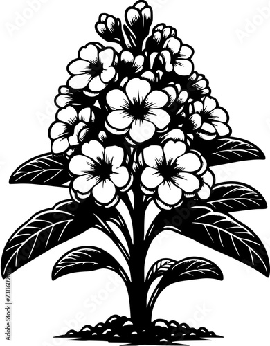 Hydnoraceae Plant icon 16