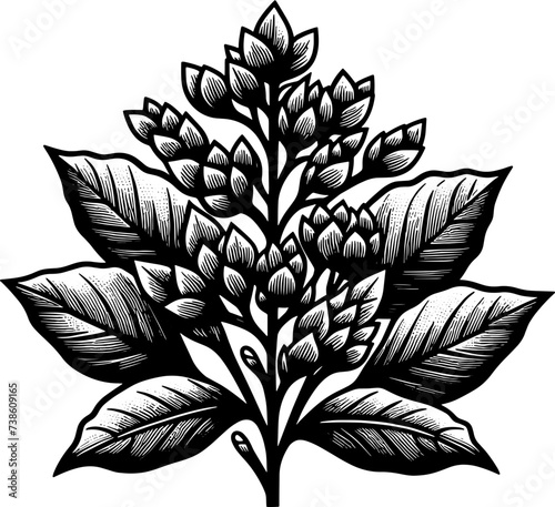 Hydnoraceae Plant icon 17