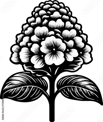 Hydnoraceae Plant icon 2