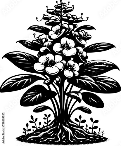 Hydnoraceae Plant icon 1
