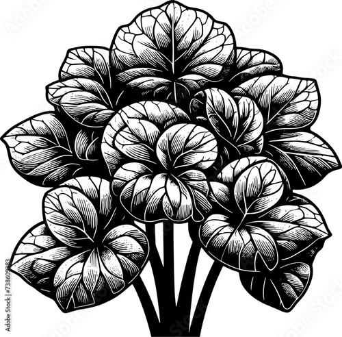 Hydnoraceae Plant icon 3