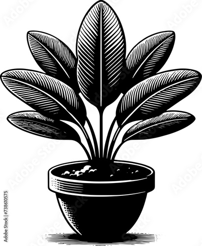 Haloragaceae Plant icon 3 photo