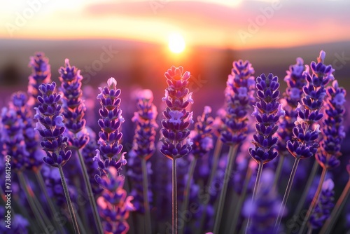 A field of lavender with a sunset backdrop, creating a tranquil and aromatic nature landscape