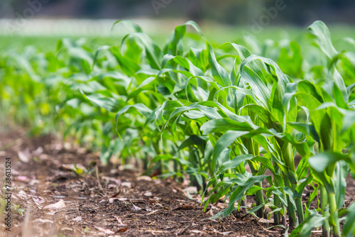 corn seedlings photo