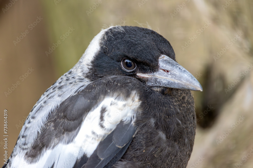 Fototapeta premium The Australian magpie, gymnorhina tibicen