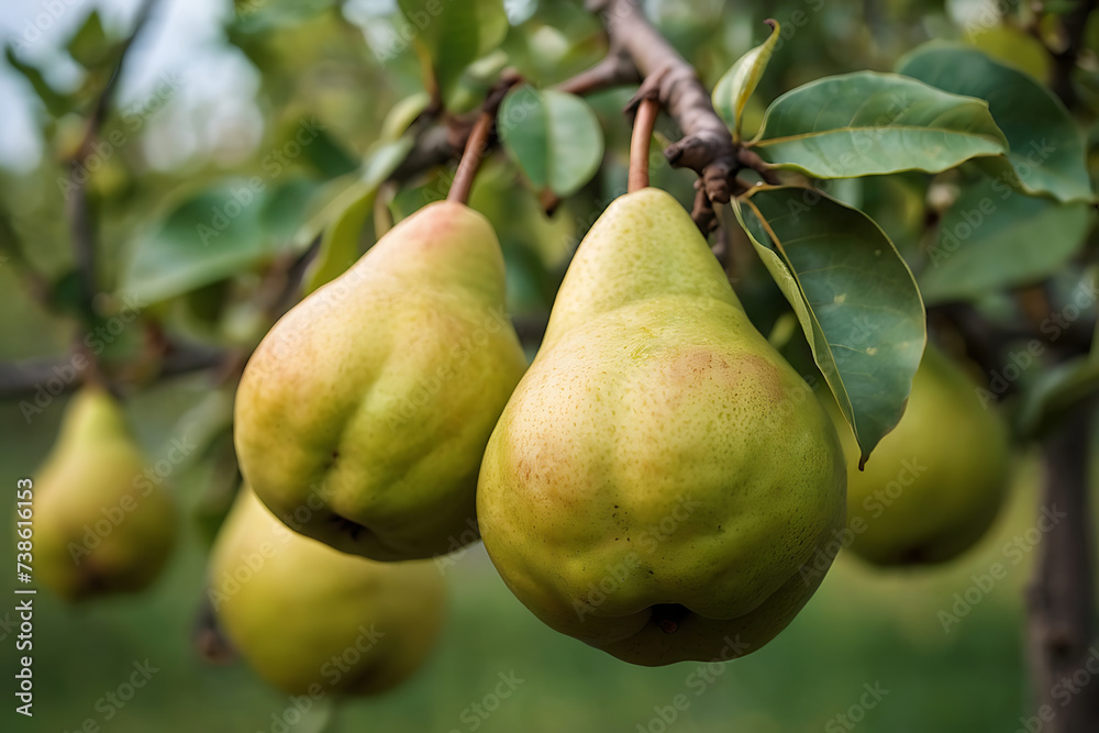 pears on the tree pears on the tree