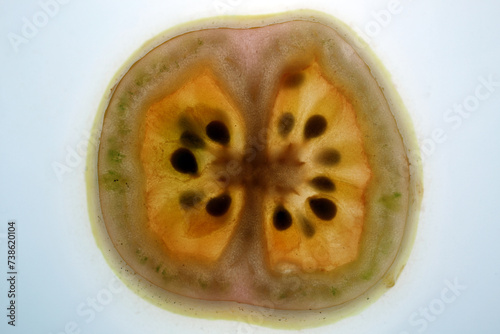 Section of a tomato fruit viewed by transparence - Solanum lycopersicum photo