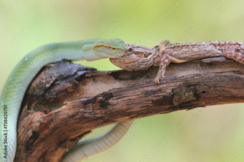 snake, viper, viper snake, tropidolaemus subannulatus, lizard, bearded dragon, A tropidolaemus subannulatus viper snake and a bearded dragon on a log