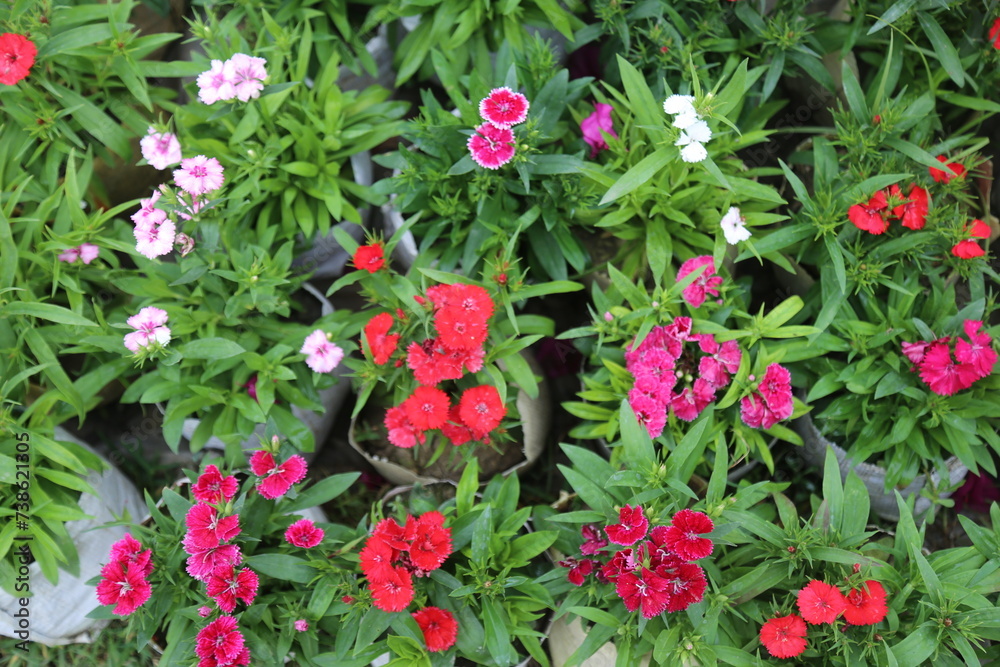 winter flower in a garden