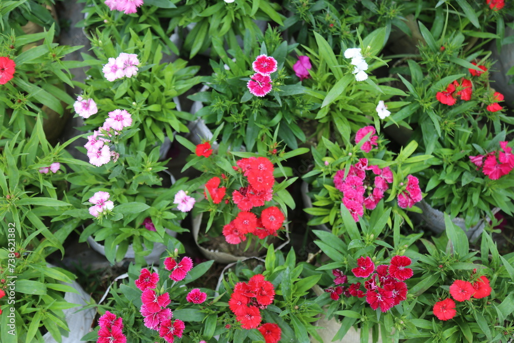 winter flower in a garden