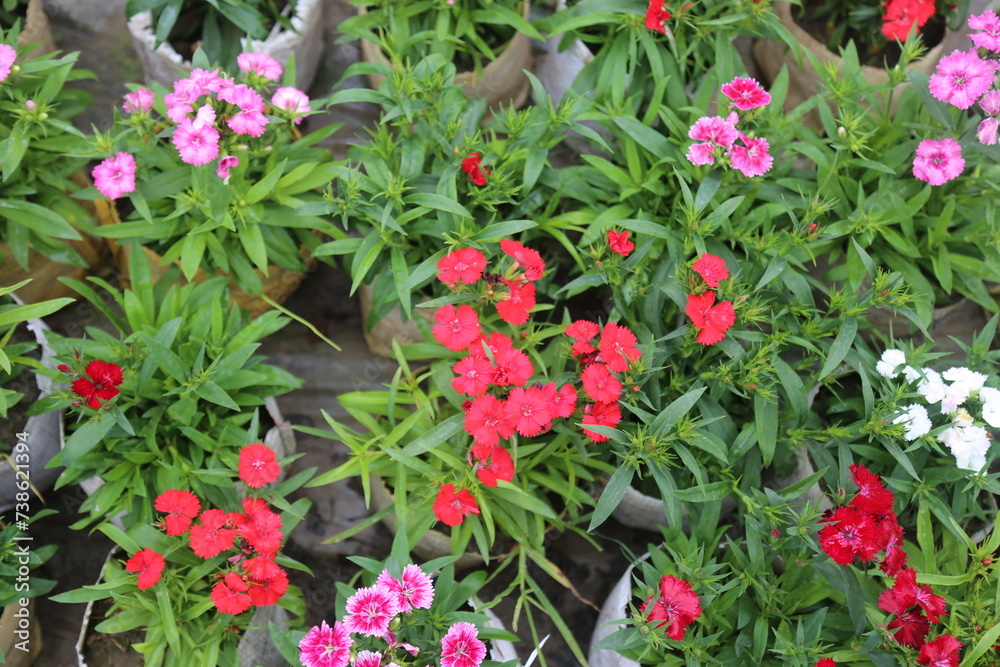 Fototapeta premium winter flower in a garden