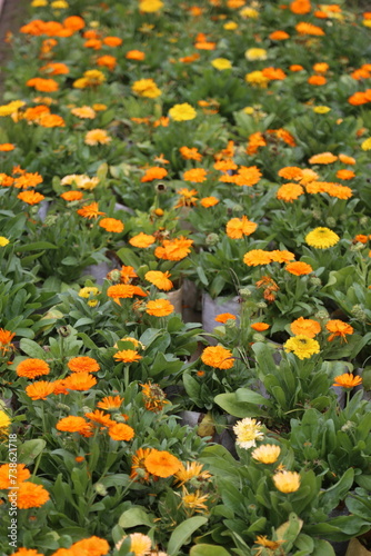 winter flower in a garden