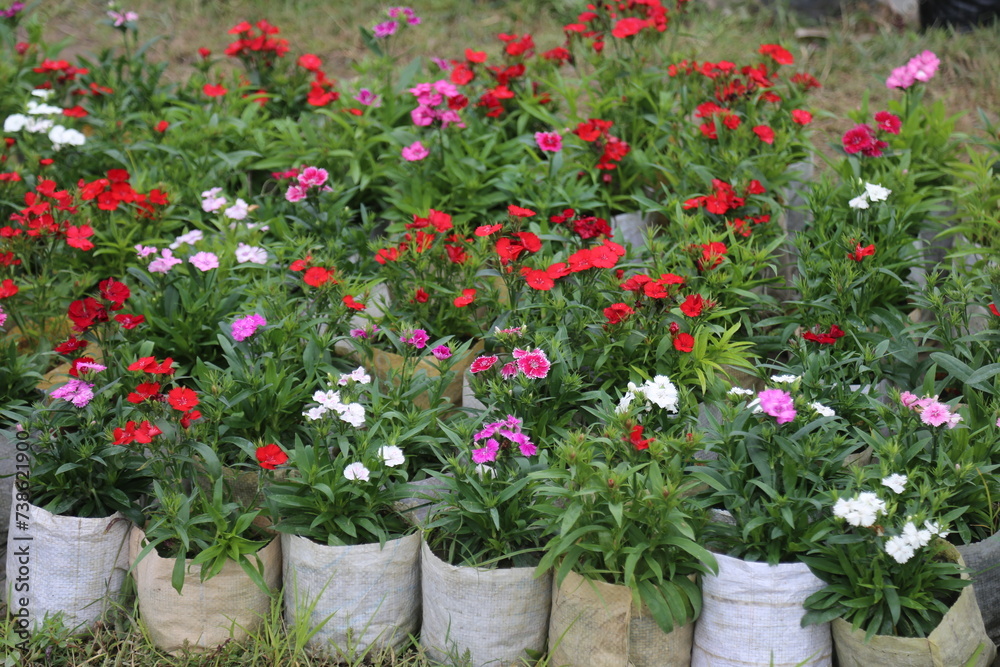 winter flower in a garden