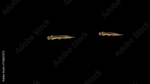 Two Alligator gar fishes swimming on black background Video, FISH Animation, Fish Swim green Screen Video, 3D Animation, Underwater, Single and Group, Near camera, aquatic animals, 4K Footage, motion photo