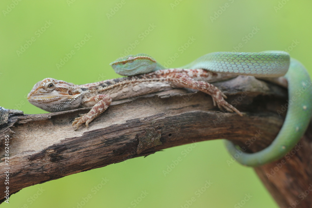 Fototapeta premium snake, viper, viper snake, tropidolaemus subannulatus, lizard, bearded dragon, A tropidolaemus subannulatus viper snake and a bearded dragon on a log