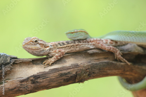 snake, viper, viper snake, tropidolaemus subannulatus, lizard, bearded dragon, A tropidolaemus subannulatus viper snake and a bearded dragon on a log