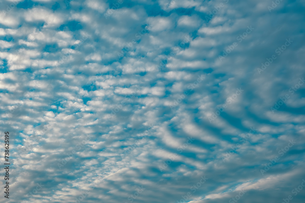 Fototapeta premium 夕方の空 細かい鰯雲の連なりとうっすらとした夕日の光