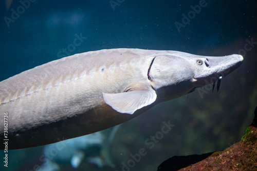 A white vertebrate fish gracefully swims in the liquid water