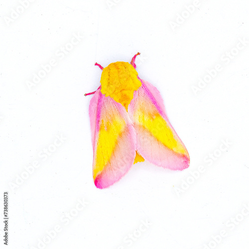 Rosy maple silk moth - Dryocampa rubicunda - is a small North American moth in the family Saturniidae, also known as the great silk moths isolated on white background top dorsal view photo