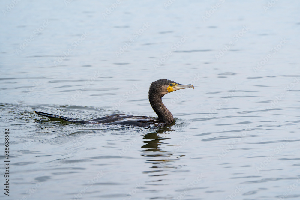 Great cormorant in the water, Phalacrocorax carbo Great cormorant in the water, Phalacrocorax carbo