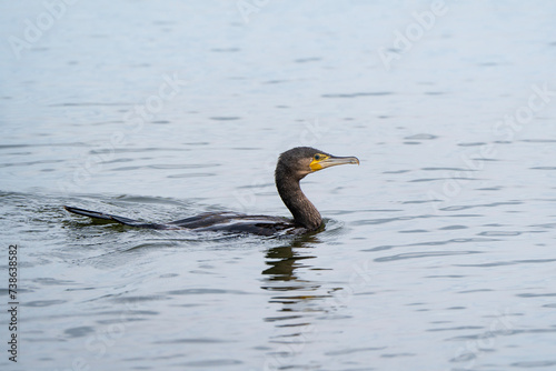 Great cormorant in the water, Phalacrocorax carbo