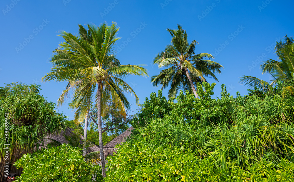 Naklejka premium Palm trees in a dense green forest.