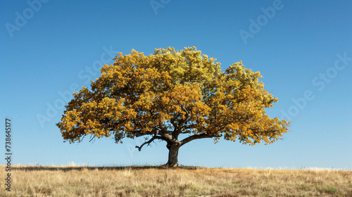 oak tree with yellow foliage © Mishi