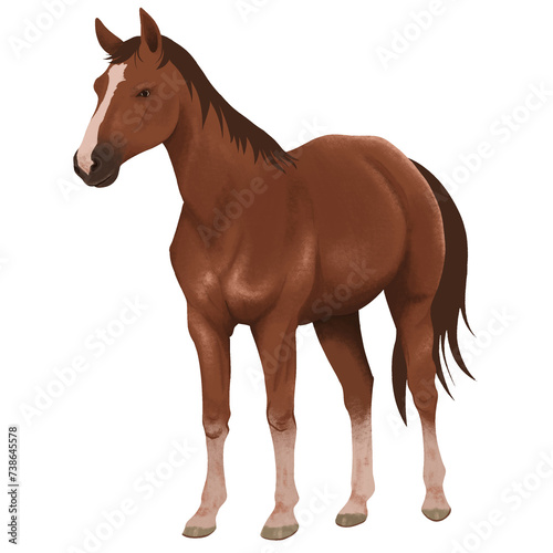 horse farm animal illustration in png format