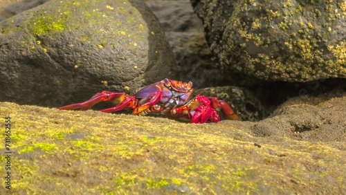 Grapsus adscensionis coastal crab species common in Gran Canaria. Known for their distinctive red color. They are an important part of the local ecosystem and are a popular subject for photography. photo