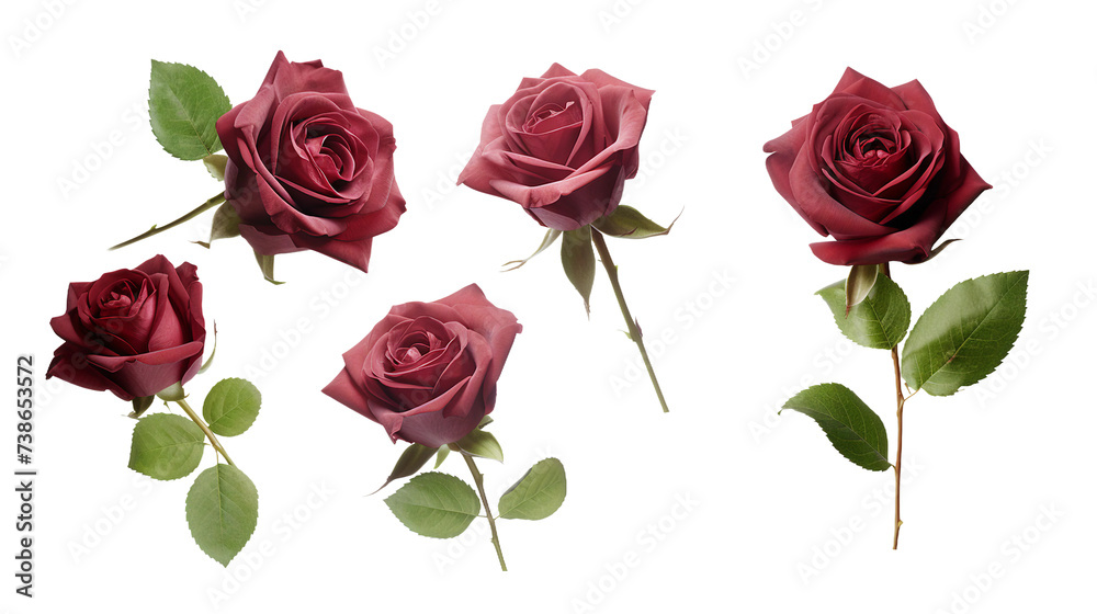 Maroon Roses Collection: Top View Floral Arrangement on Transparent ...