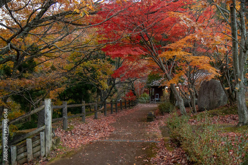 fall colors in the forest