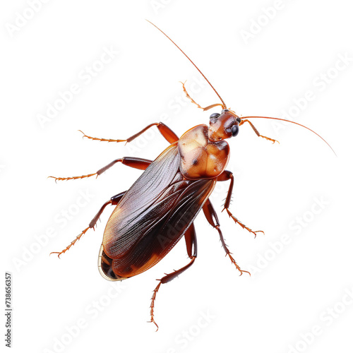 Cockroach on white or transparent background