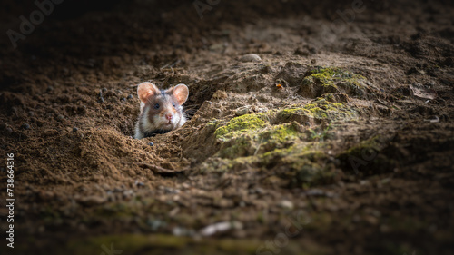 Eastern European Hamster (Cricetus cricetus) peeking out of its burrow