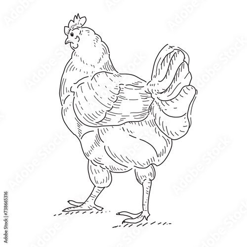 Hand drawn chicken , hen ink style for art work Illustration. 
