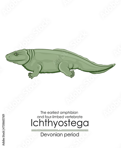 Ichthyostega is the earliest amphibian and four-limbed vertebrate from Devonian period. Colorful illustration on a white background © reineg