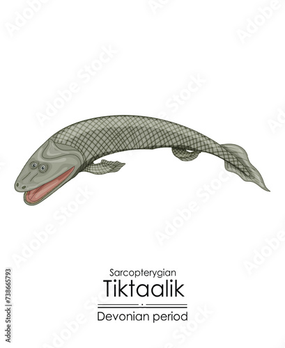Tiktaalik, a link between aquatic fish and tetrapods. Devonian period sarcopterygian, an extinct fishlike aquatic animal. Colorful illustration on a white background