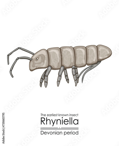 Rhyniella, the earliest known insect, a Devonian period springtail. Colorful illustration on a white background