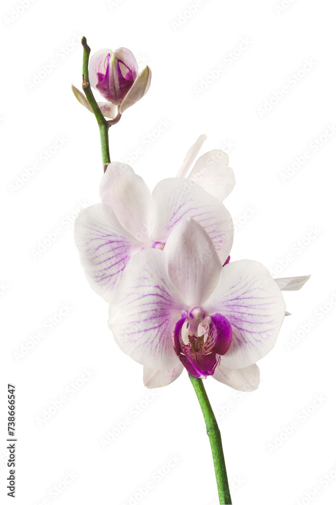 White-purple phalaenopsis orchid flower White-purple phalaenopsis orchid flower