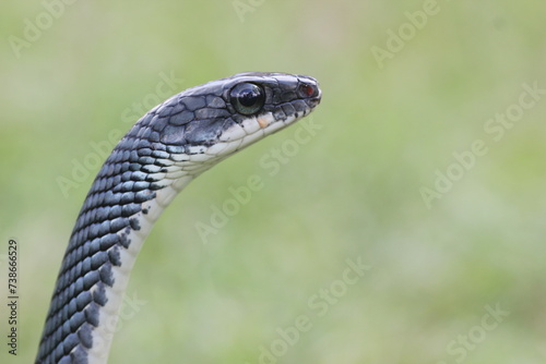 snake, ptyas fusca, a ptyas fusca snake in a meadow 