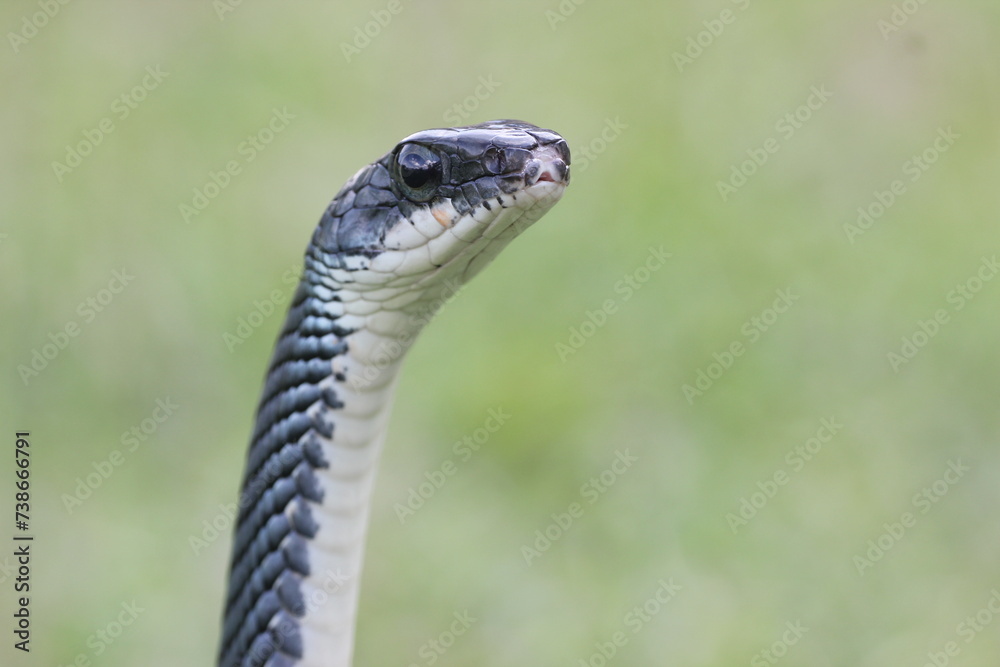 snake, ptyas fusca, a ptyas fusca snake in a meadow 