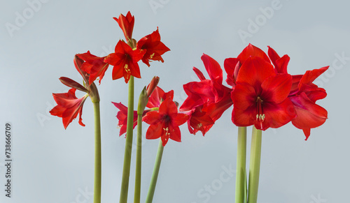 Flowering of red hippeastrums (amaryllis) of different varieties.