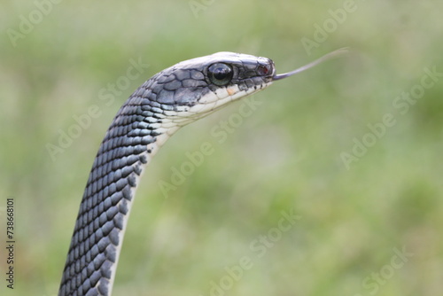 snake, ptyas fusca, a ptyas fusca snake in a meadow  © ridho