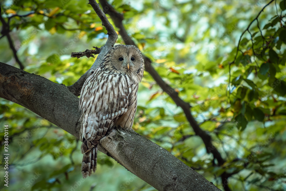 Ural Owl (Strix uralensis) perched on a tree branch in a green forest. Ural Owl (Strix uralensis) perched on a tree branch in a green forest.