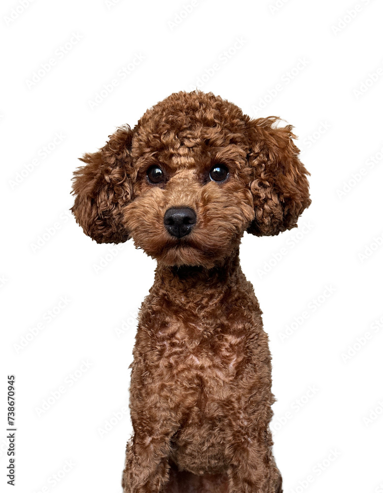 Vibrant Red Poodle Isolated on White Background - High-Quality Stock Photo for Pet, Animal, and Canine Vibrant Red Poodle Isolated on White Background - High-Quality Stock Photo for Pet, Animal, and Canine