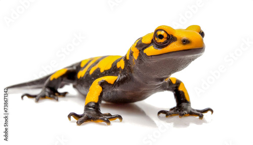 fire salamander isolated on white background