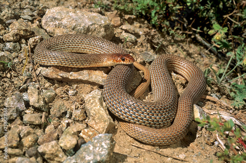 Schmidts Pfeilnatter // Schmidt's whip snake (Dolichophis schmidti) - Iran
