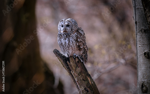Tawny Owl (Strix aluco) perched on a tree stump in a woodland setting.
