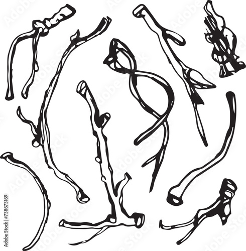 Sketch drawing of a birch leaf in black and white outline. Vintage combination of birch leaf.