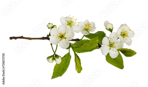 Spring twig with fresh flowers and leaves of prunus tree isolated on white or transparent background